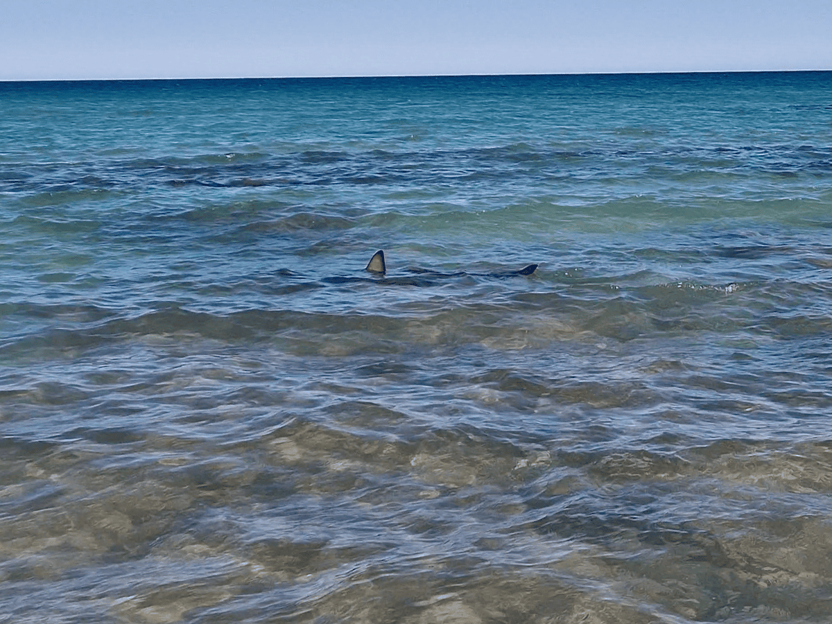 Haiflosse am Strand in Mexiko