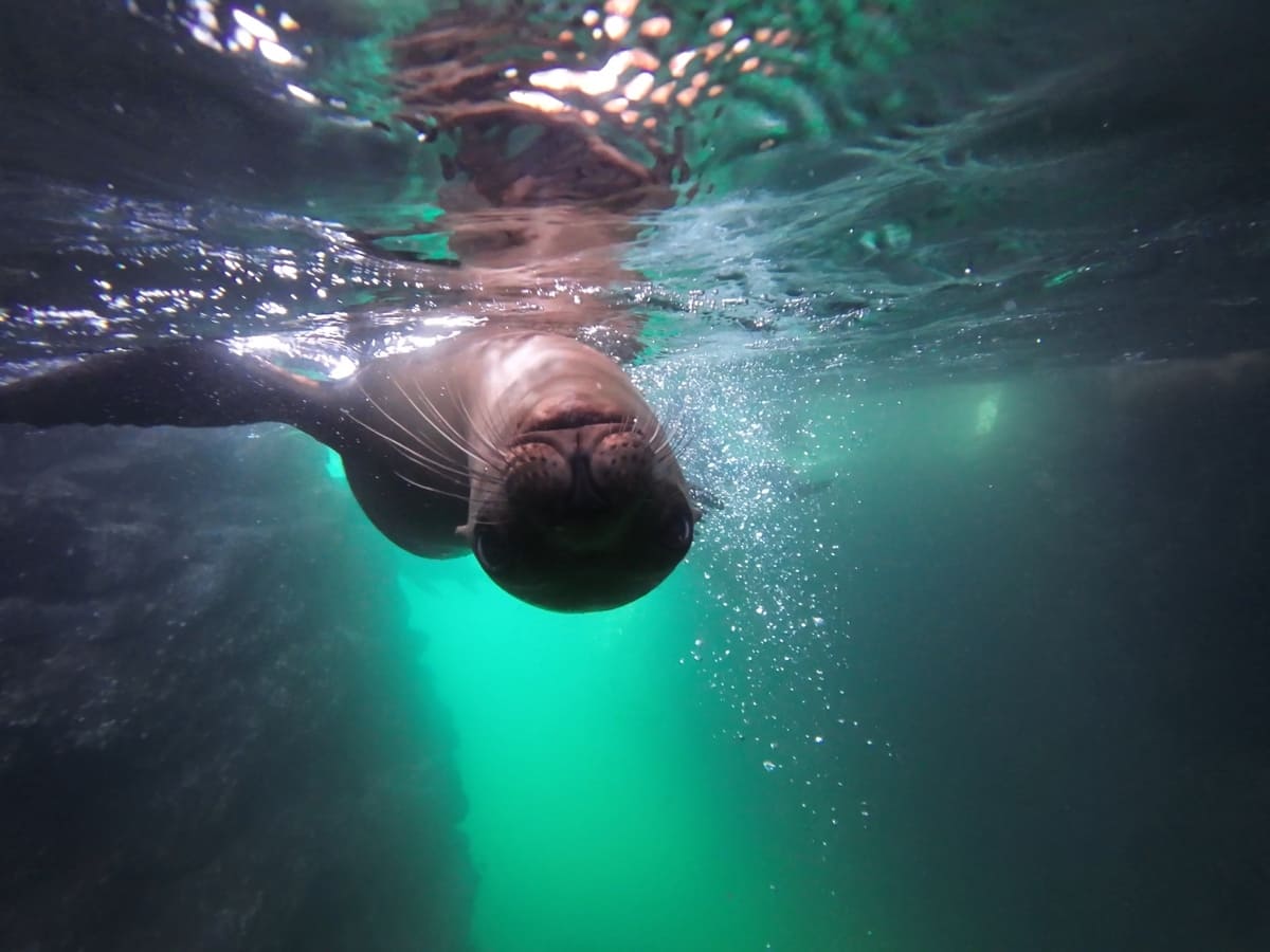 Verspielter Seelöwe in Baja California Sur