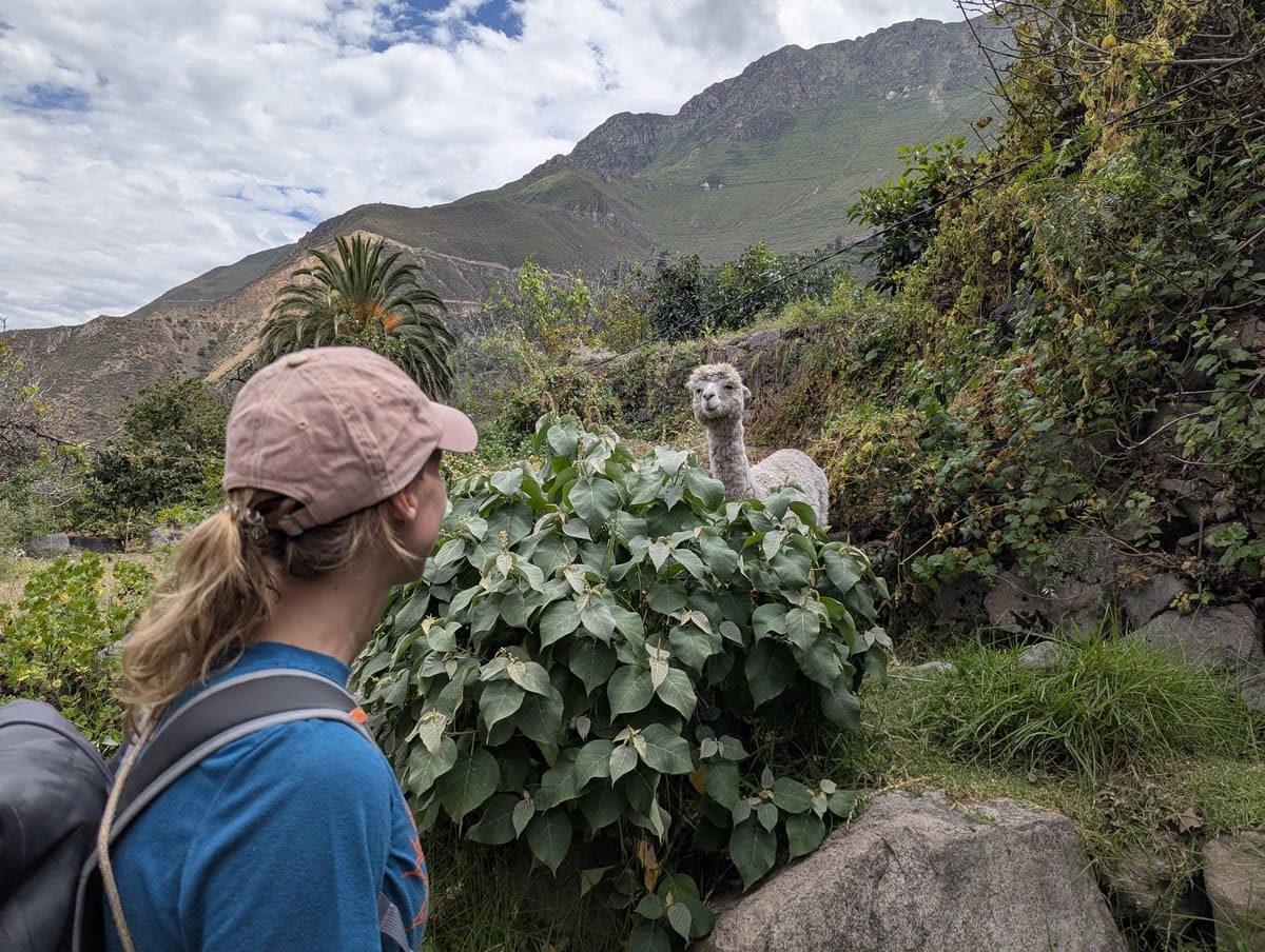 Alpaka Sichtung im Colca Canyon