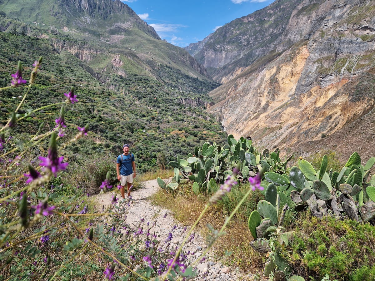 Kakteen Landschaft im Canyon Peru