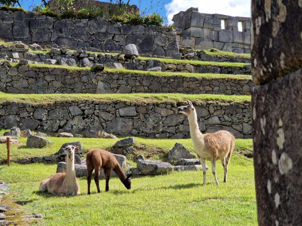 Lamas am Machu Picchu