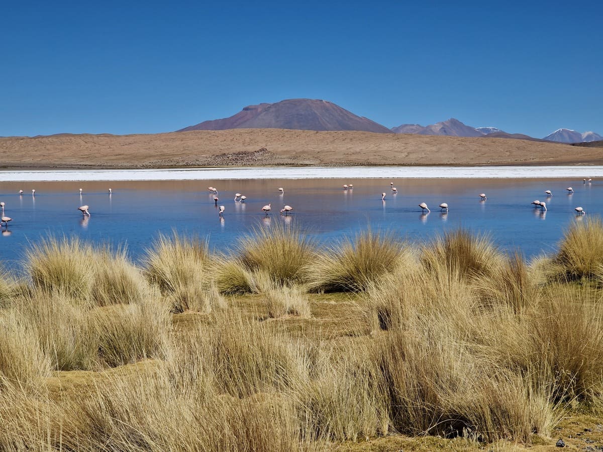 Flamingo Lagune Chiar Kkota
