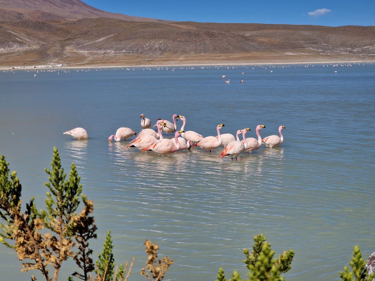 Flamingos in Bolivien