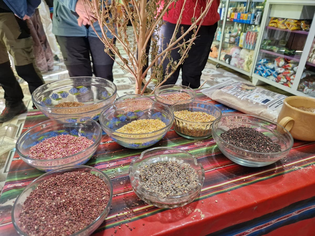 Verschiedene Quinoa Arten - Zwischenstopp
