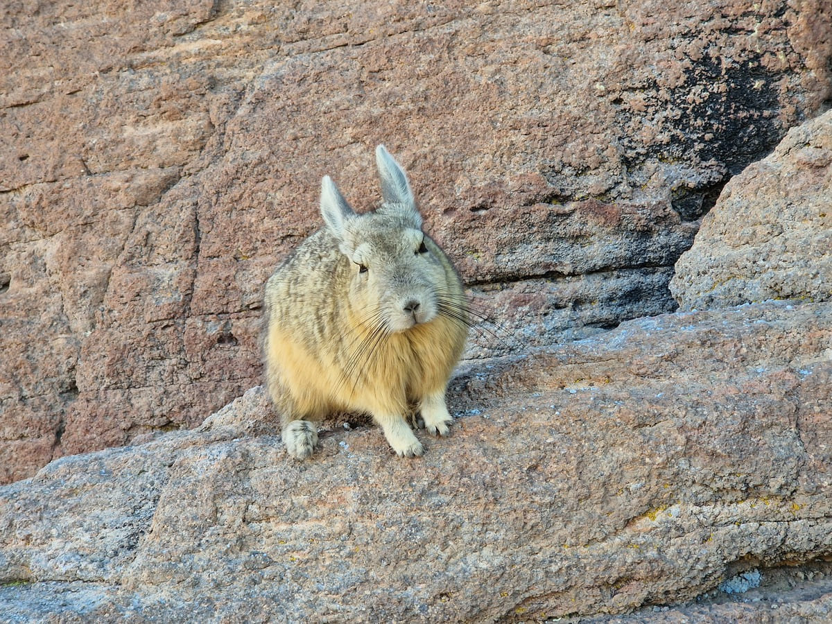 Viscachas in Bolivien