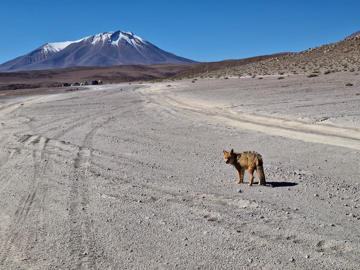 Wüstenfuchs in Bolivien