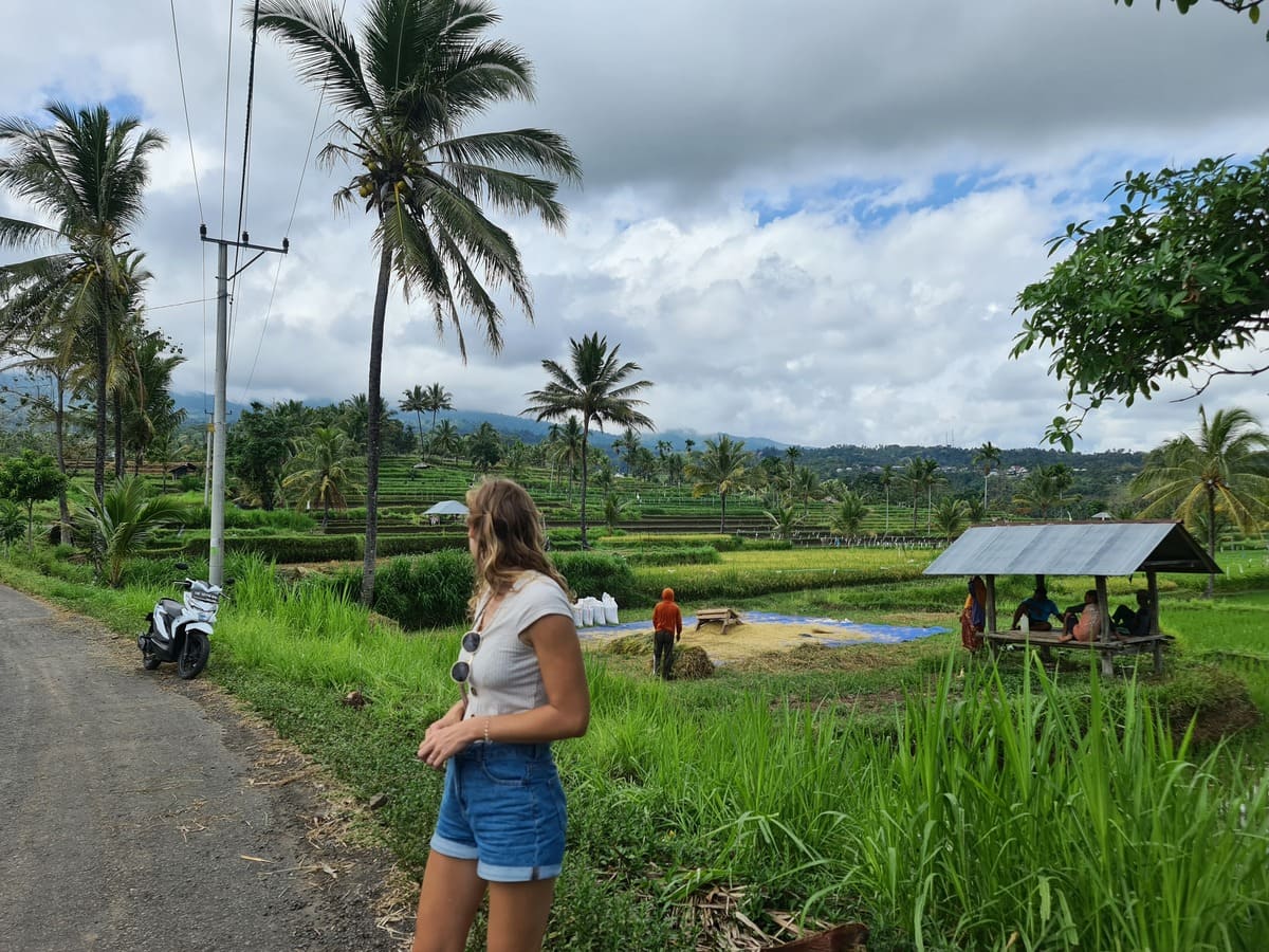 Anbau und Ernte von Reis in Tetebatu