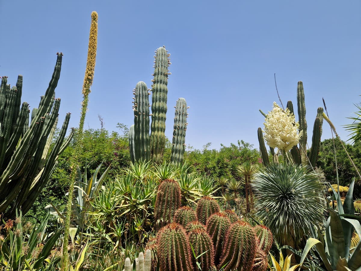 Anima Garden by Andre Hella