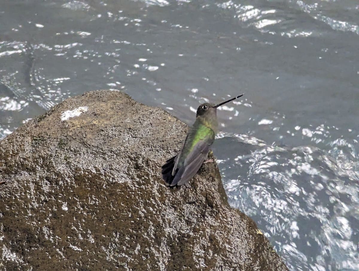 Kolibri Costa Rica