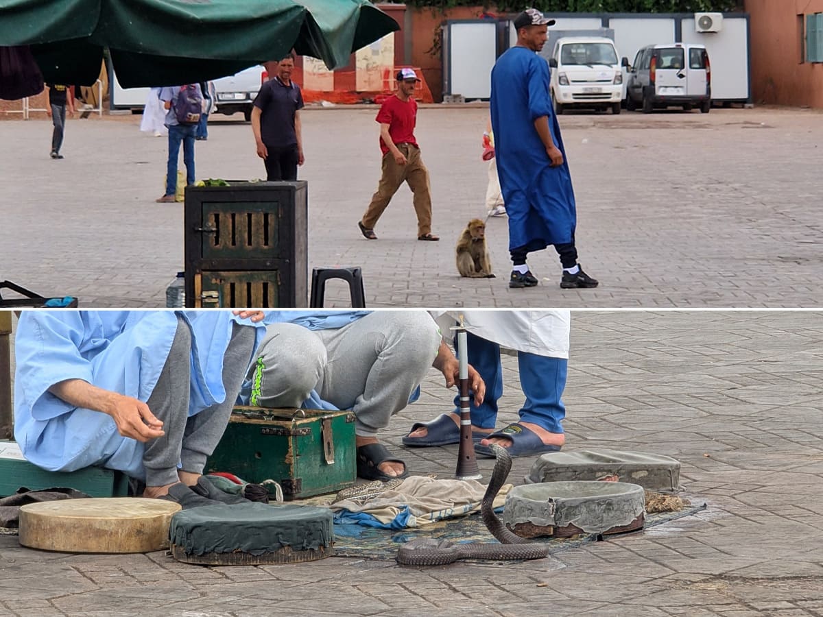 Tierleid am Jemaa el Fna in Marrakesch