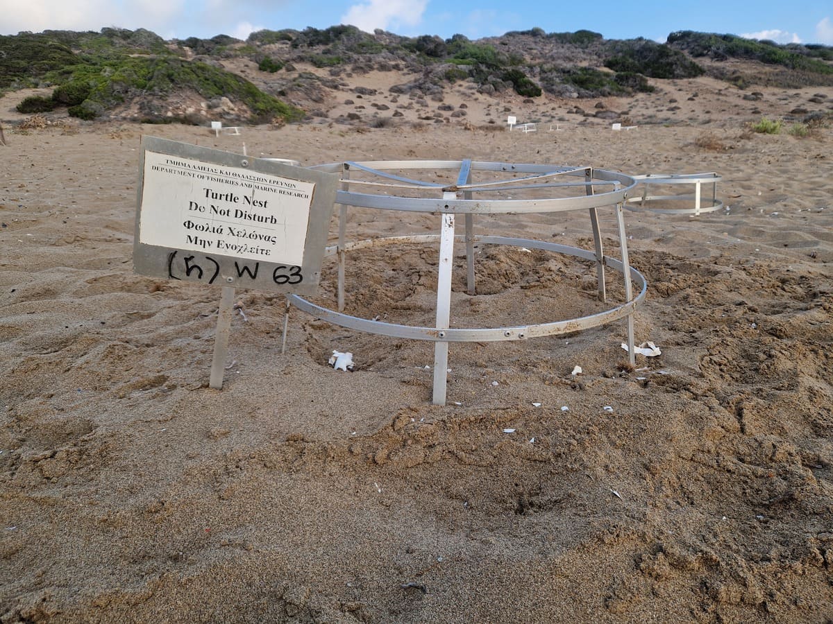 Schildkröten Strand Zypern