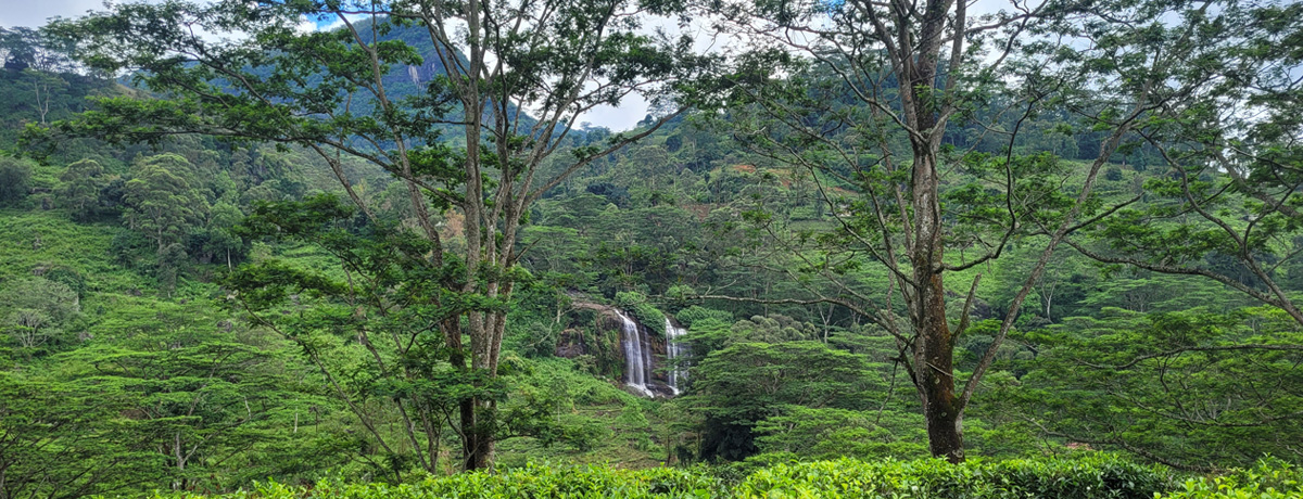 Knuckles Forest Reserve in Kandy