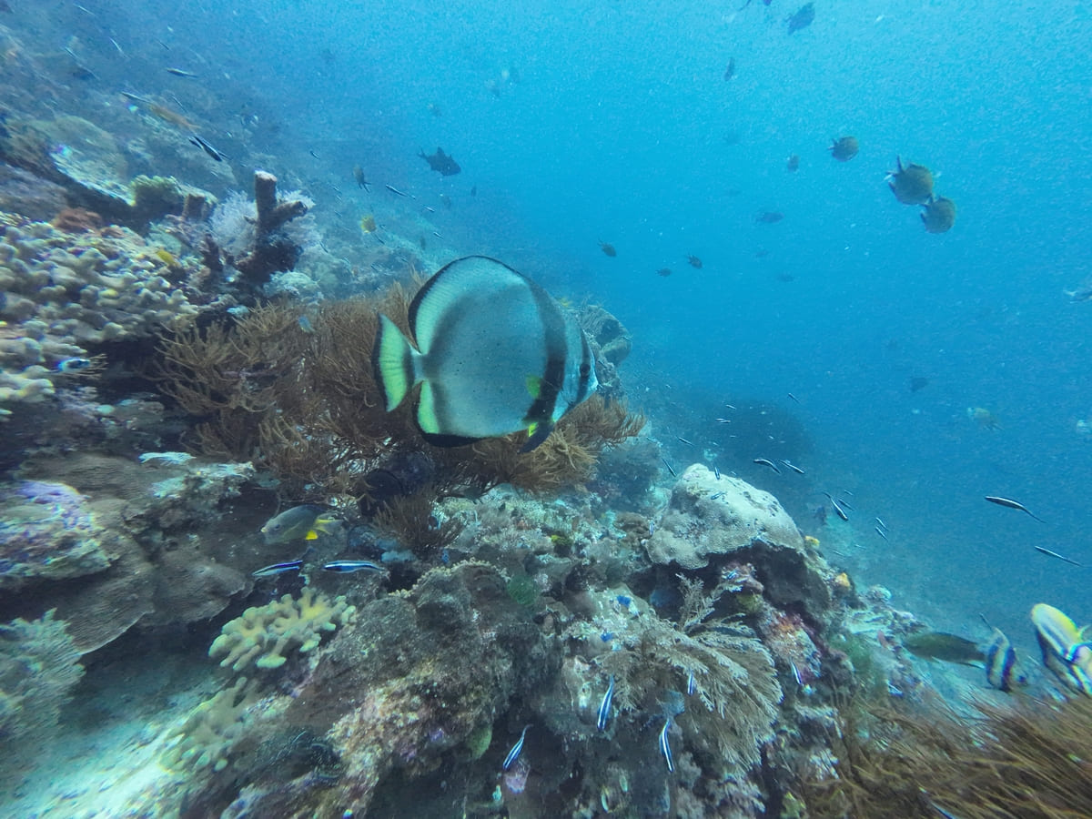 Spadefish