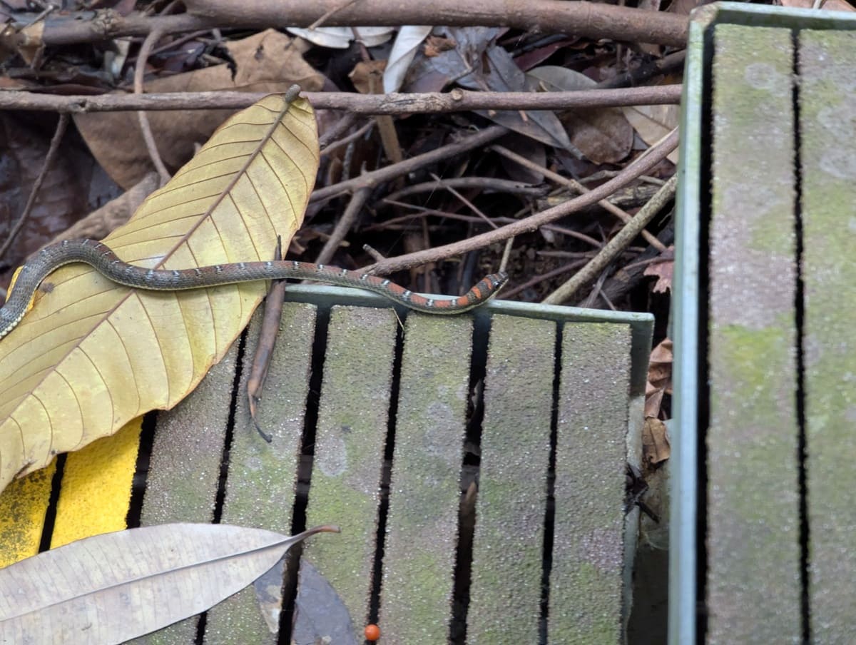 Schlange in Singapur gesichtet