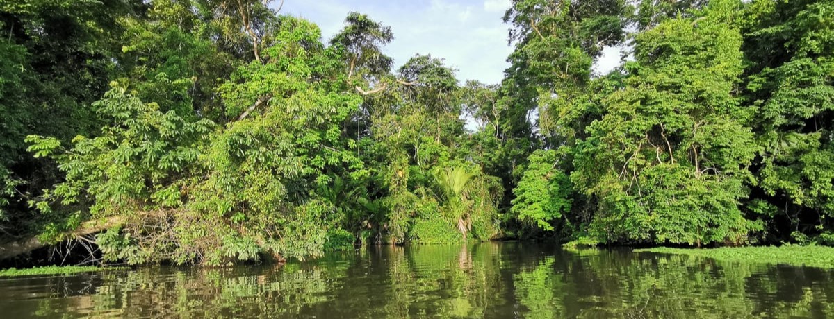 Tortuguero Nationalpark Costa Rica