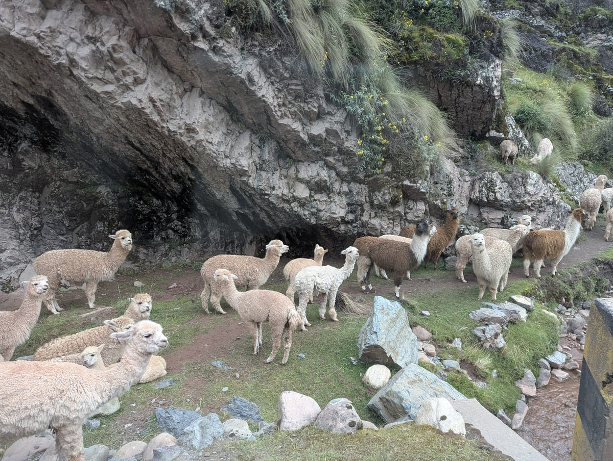 Alpakas auf dem Weg zum Palccoyo in Peru Alpakas auf dem Weg zum Palccoyo in Peru