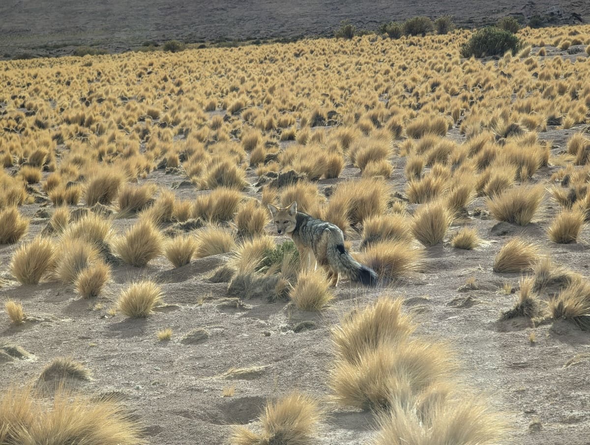 Fuchs in der Atacama Wüste
