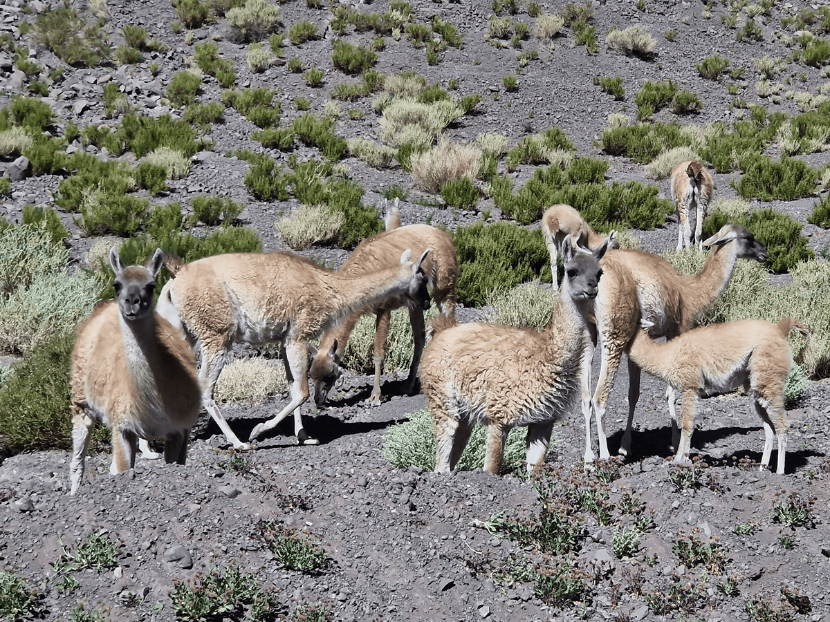 Gruppe von Guanakos in Chile