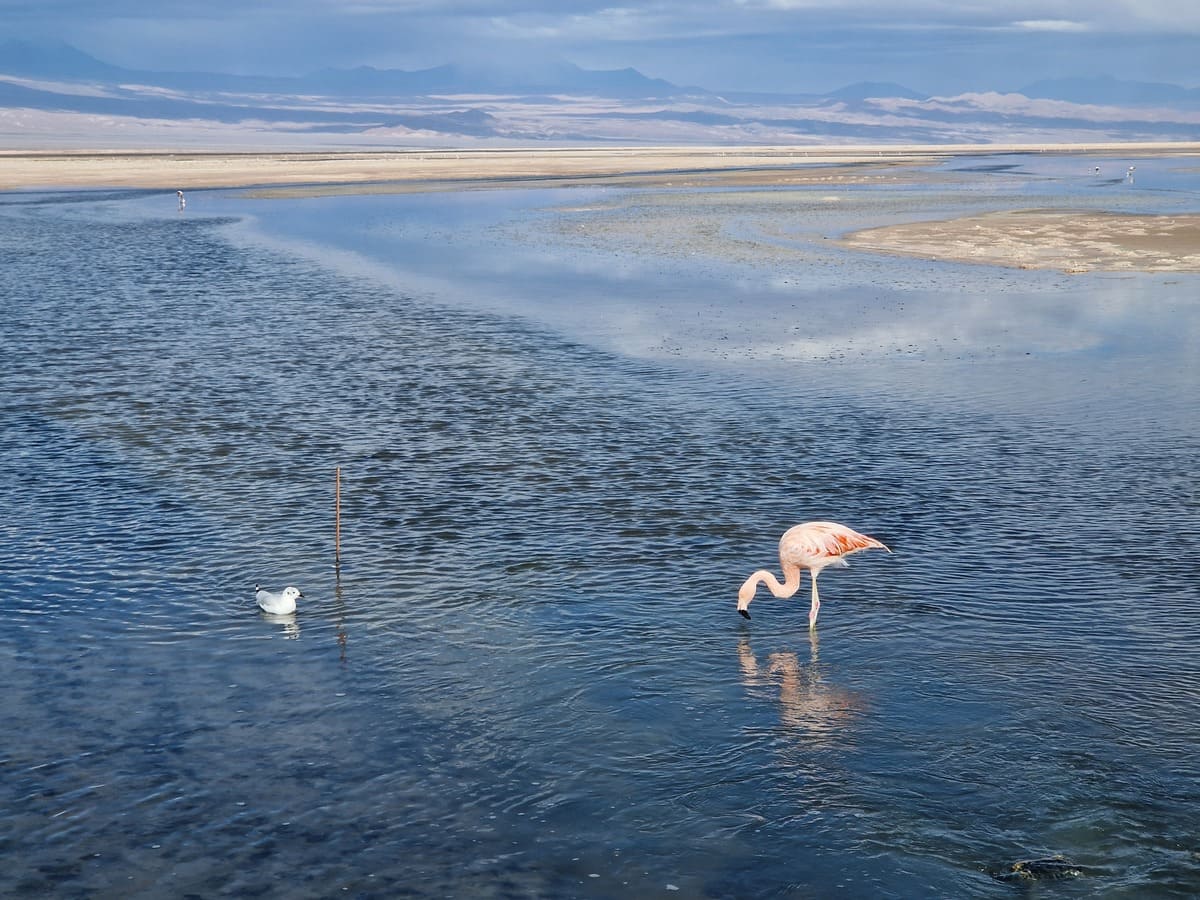 Laguna Chaxa mit Flamingos
