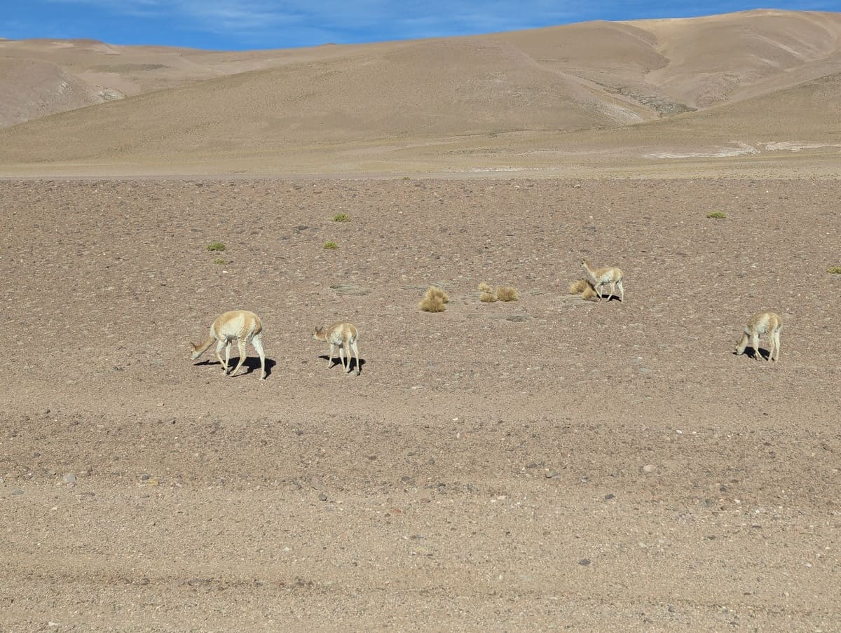 Vikunjas in der Atacama Wüste