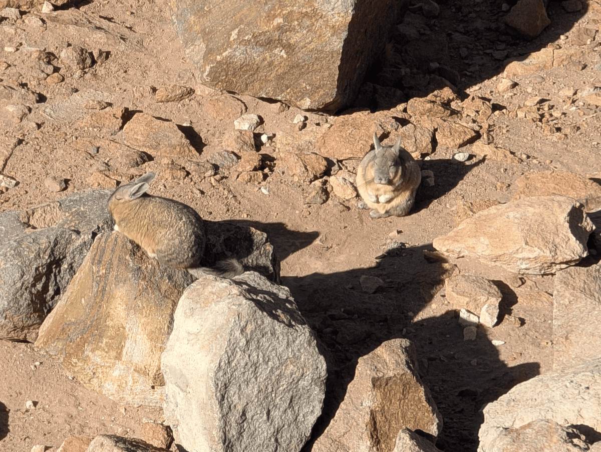 Viscachas in der Atacama Wüste Chiles