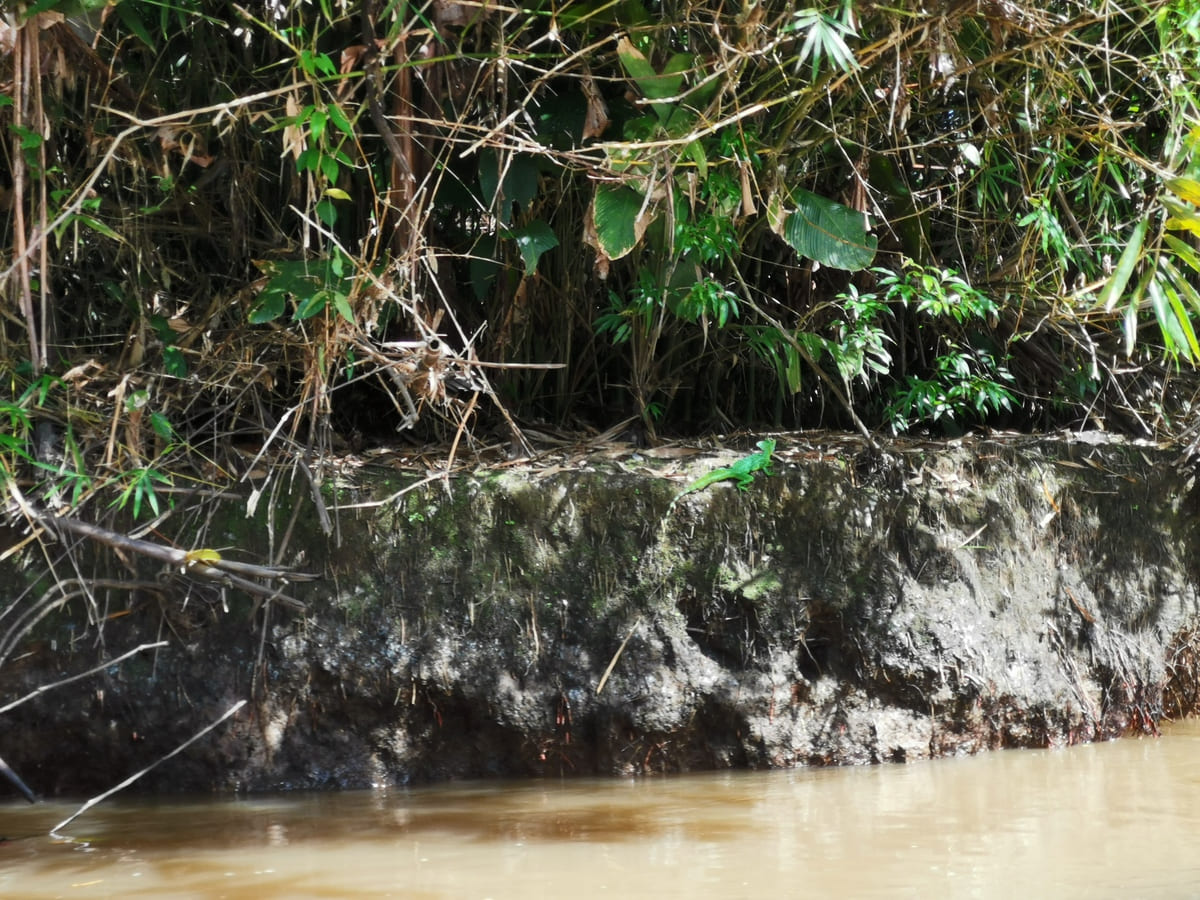 Eidechse in Tortuguero