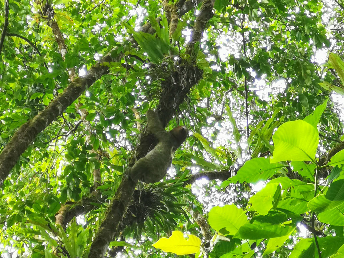 Faultier im Tortuguero Nationalpark