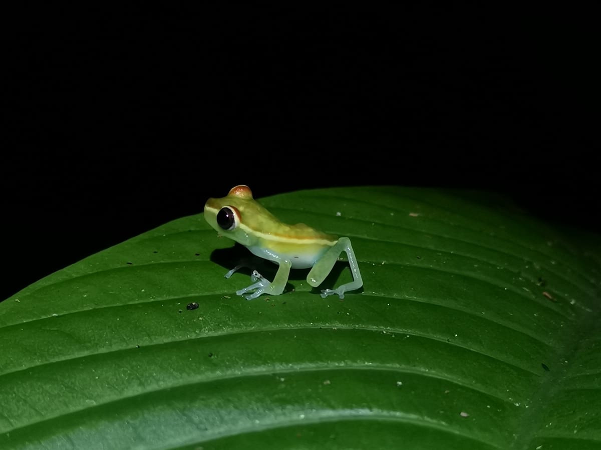 Frosch in Tortuguero Costa Rica