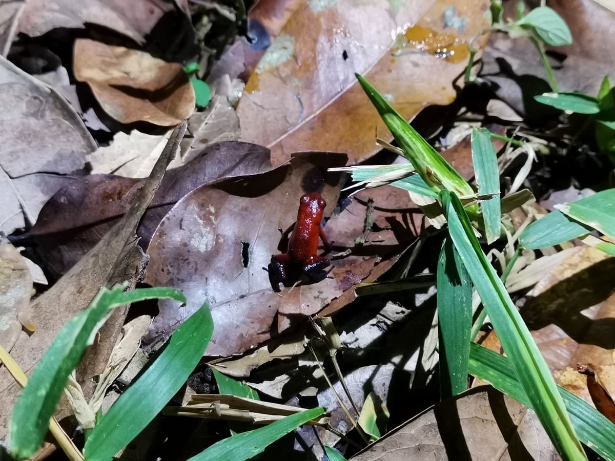 Giftfrosch Costa Rica in Tortuguero