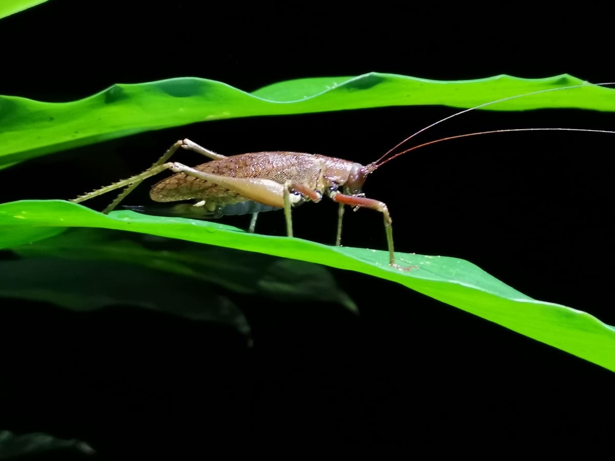 Insekt Nachtwanderung Tortuguero