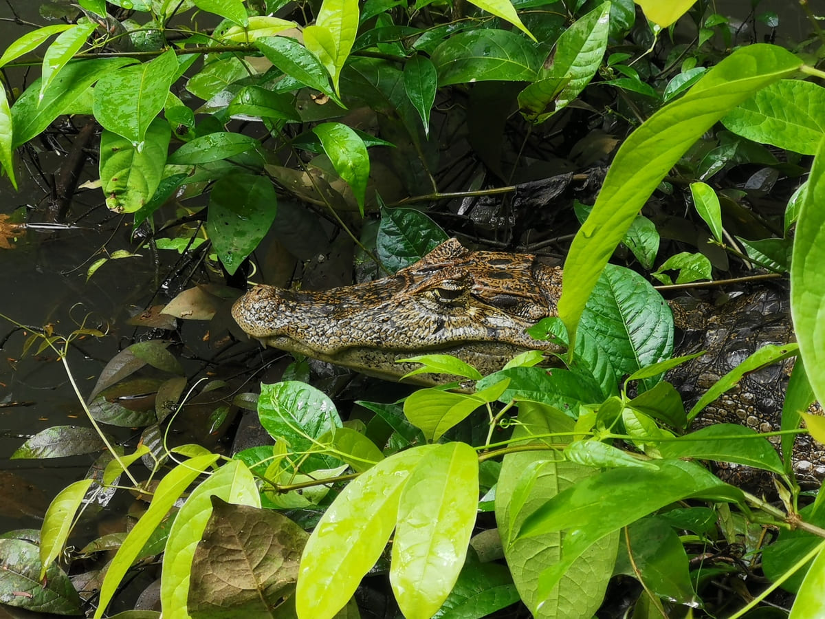 Kaiman in Costa Rica