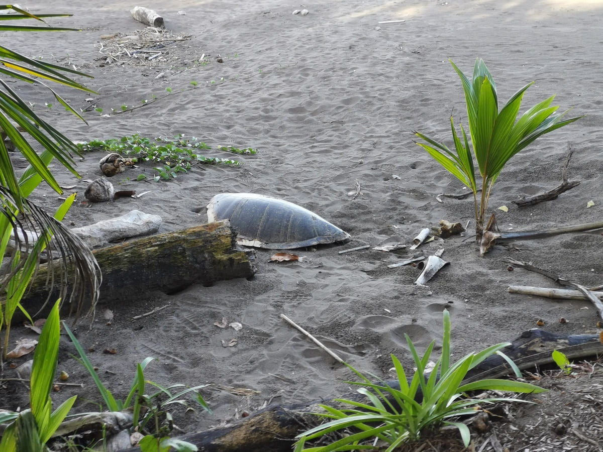 Meeresschildkröte Tortuguero
