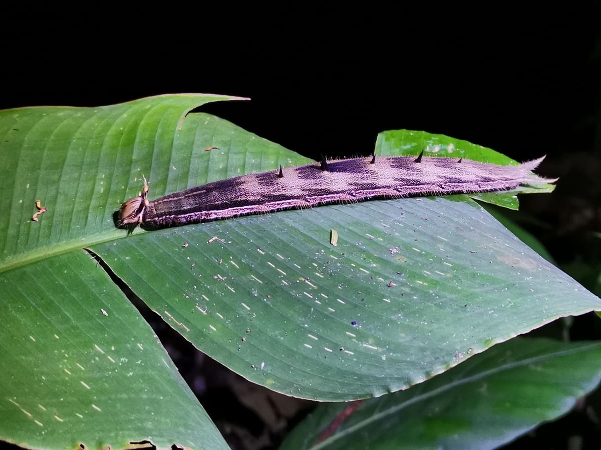 Raupe Tortuguero Nationalpark