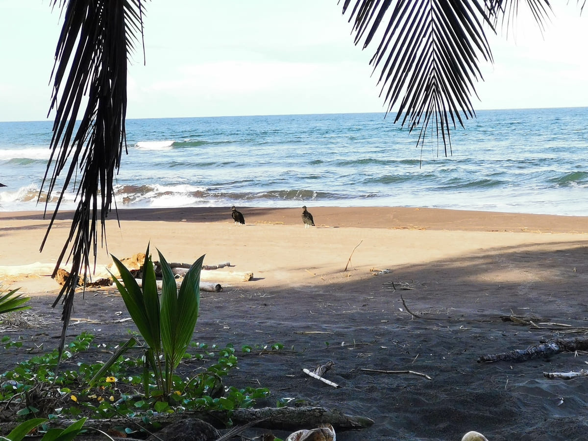 Strand Tortuguero Costa Rica