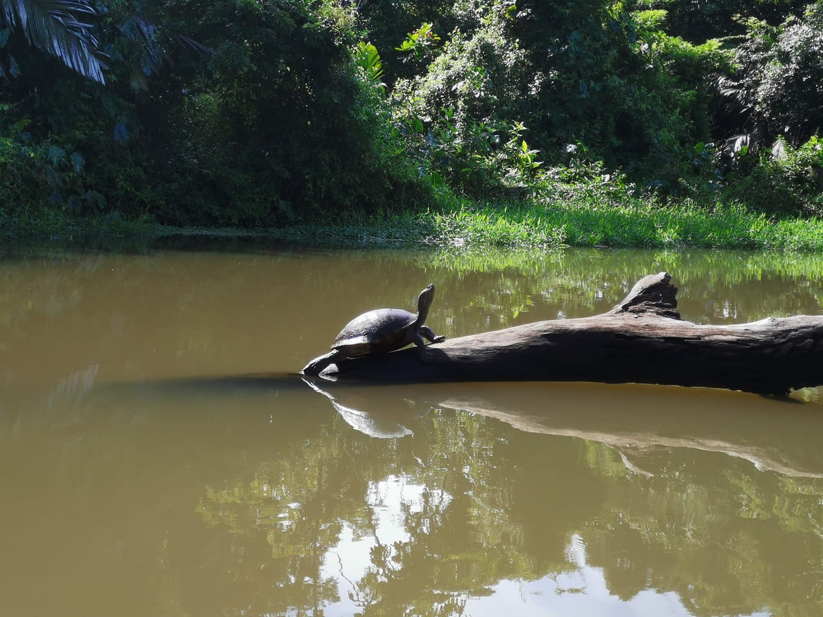 Wasserschildkröte Costa Rica