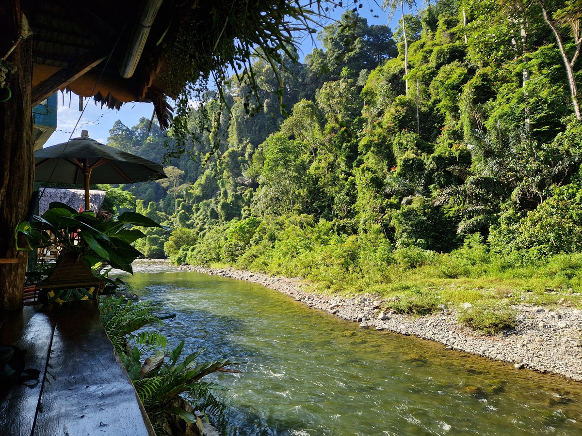 Aussicht auf die Dschungelwand in Bukit Lawang