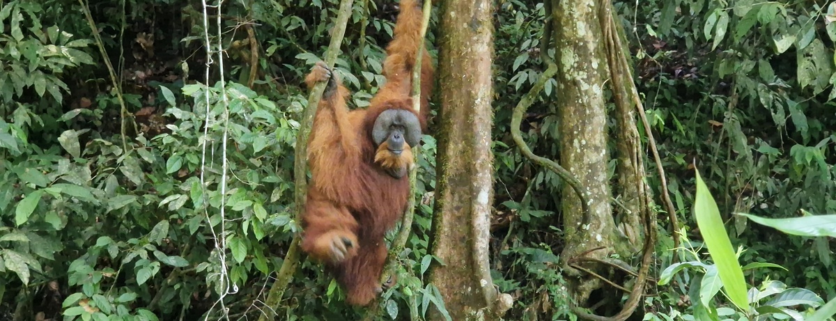 Bukit Lawang Indonesien - Orang Utan Männchen