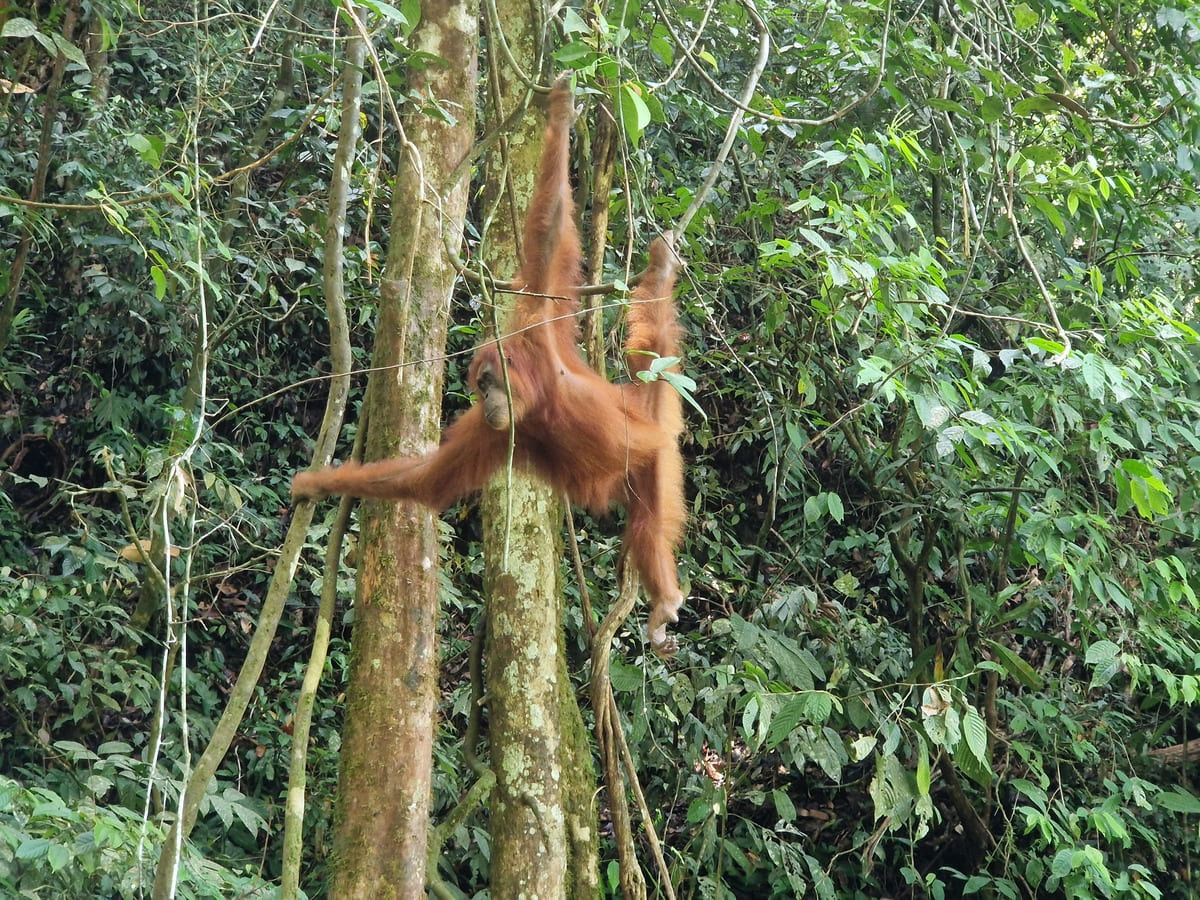 Ein Orang Utan hangelt sich durch den Dschungel