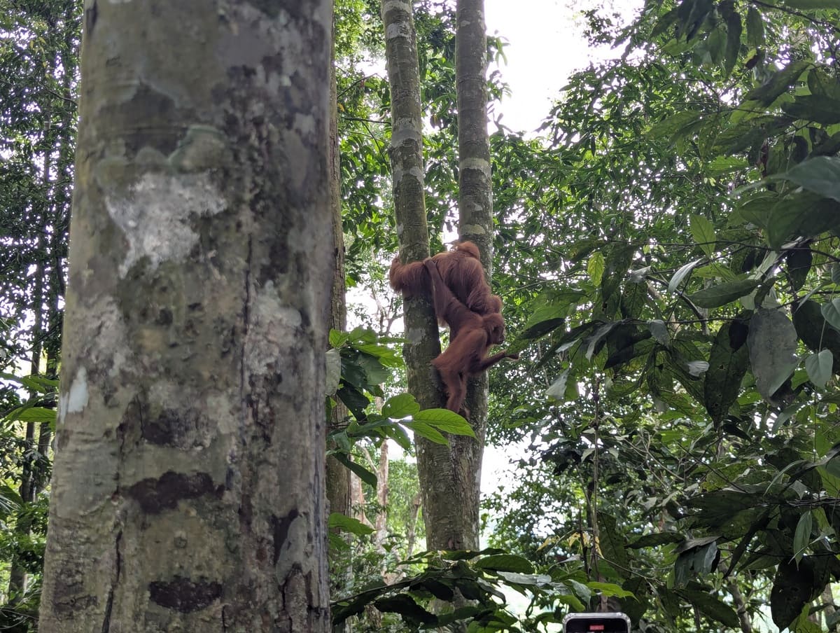 Mama und Baby Orang Utan beim Dschungeltrekking