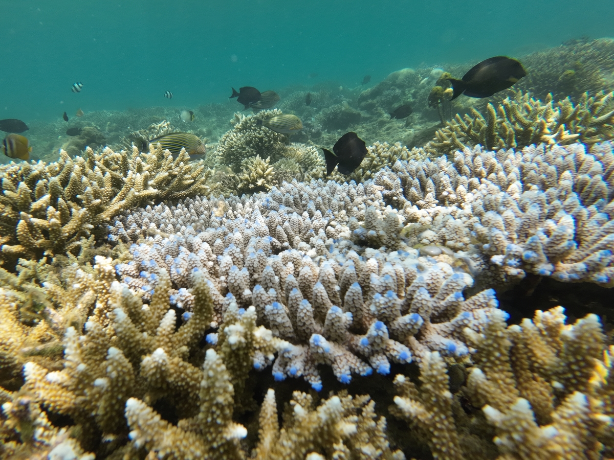 Schnorcheln im Korallenriff Gili Asahan