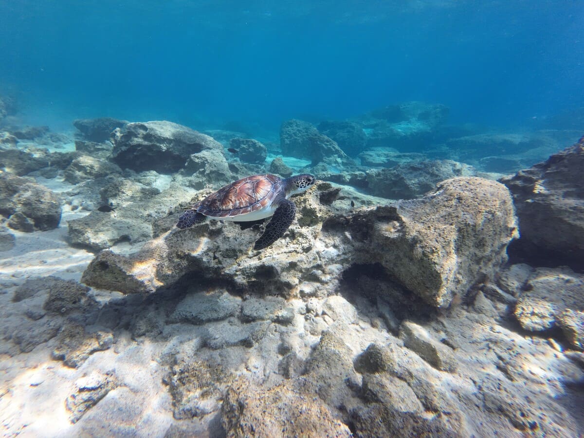 Schildkröte an der Blue Lagoon Zypern