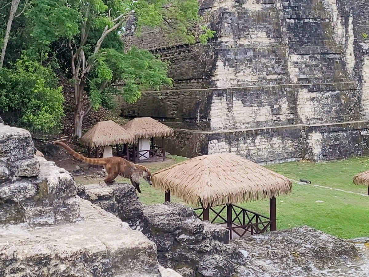 Nasenbär in Tikal Guatemala