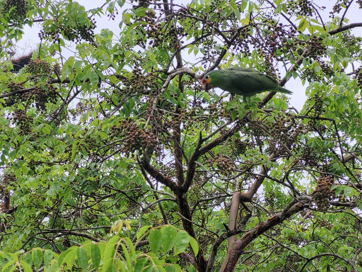 Nasenbär in Tikal Guatemala